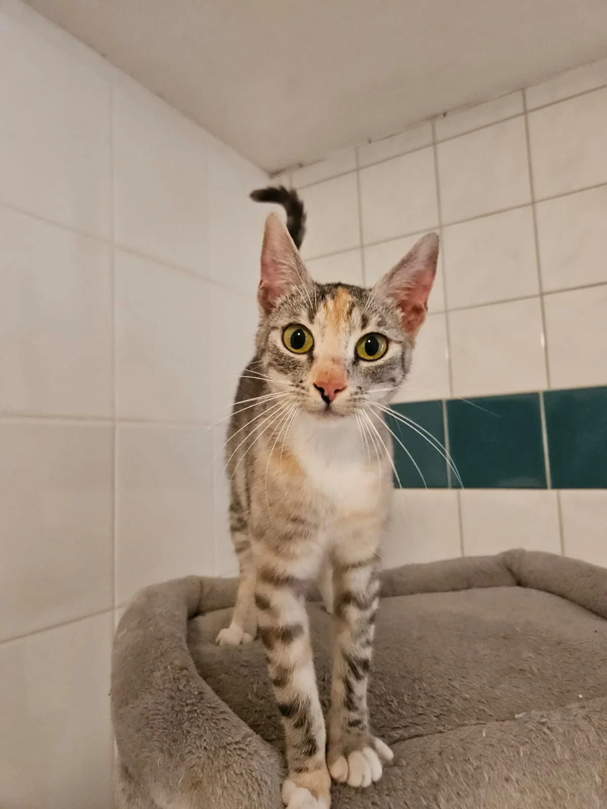 Greta (auf Probe), female 3yo European Shorthair for adoption at Tierheim Gardelegen, Gardelegen