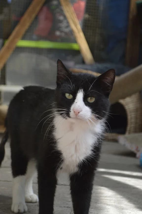 Houdini, male 6yo European Shorthair for adoption at Tierheim Gardelegen, Gardelegen