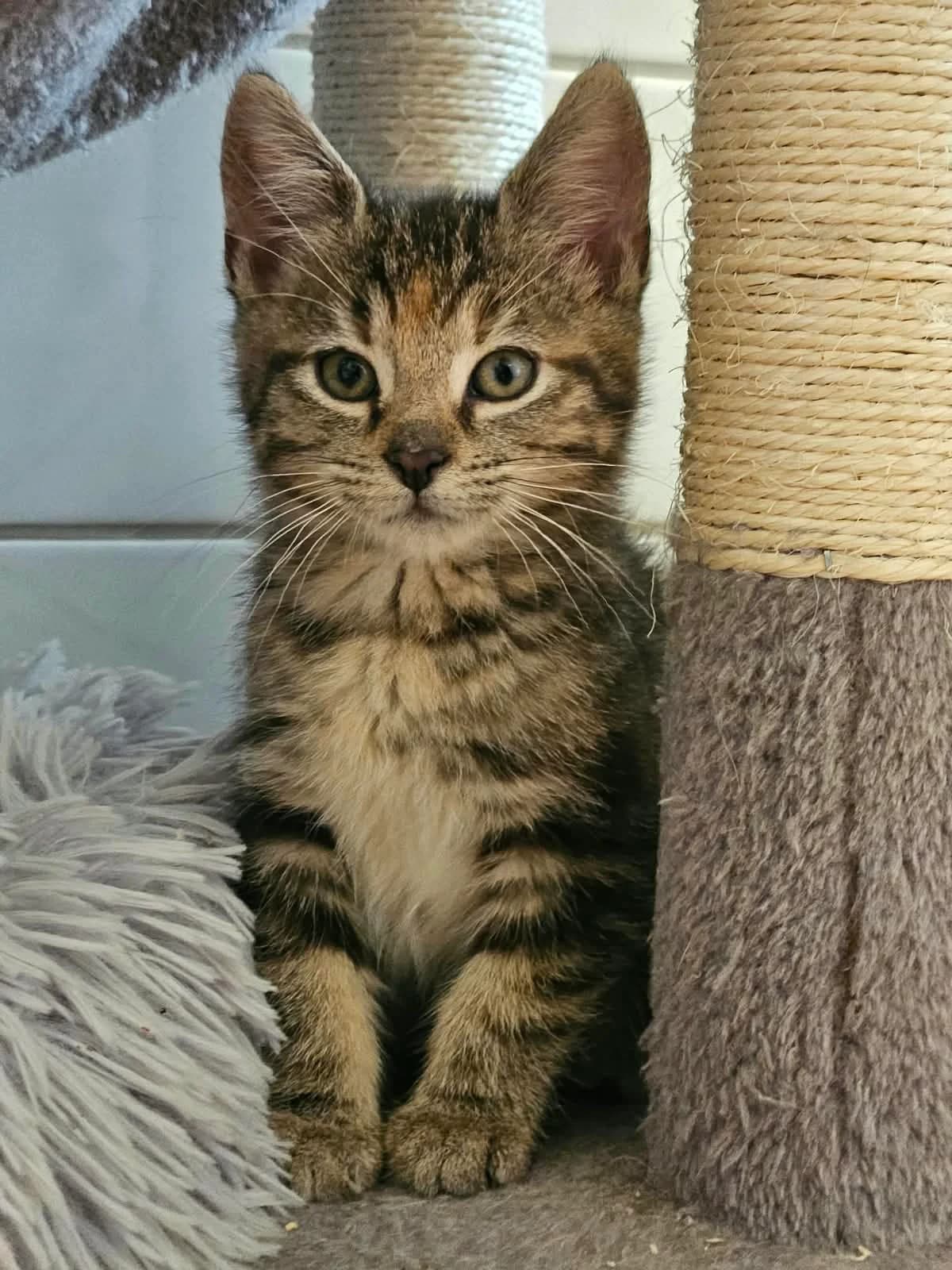 Maddie (auf Probe), female puppy European Shorthair for adoption at Tierheim Gardelegen, Gardelegen