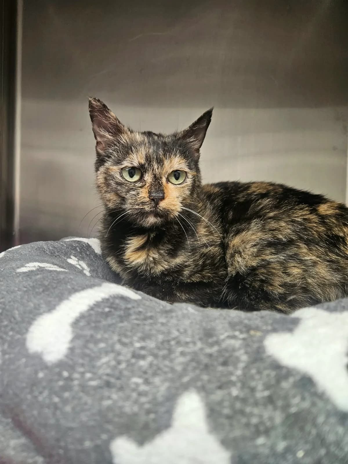 Mathilda (auf Probe), female 5yo European Shorthair for adoption at Tierheim Gardelegen, Gardelegen