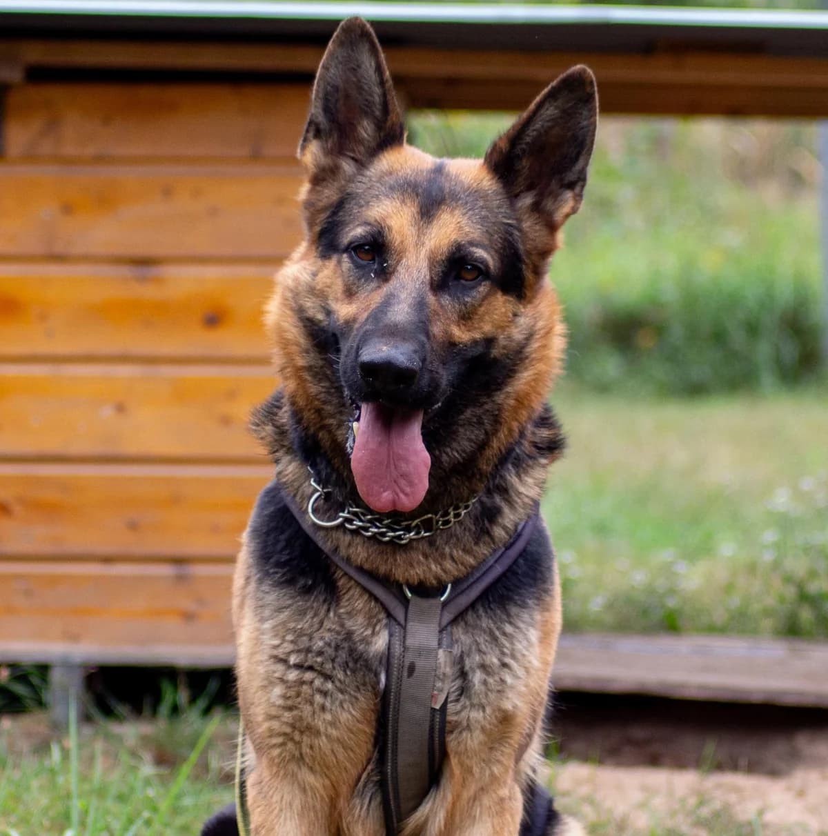 Nala, female 4yo German Shepherd for adoption at Tierheim Gardelegen, Gardelegen