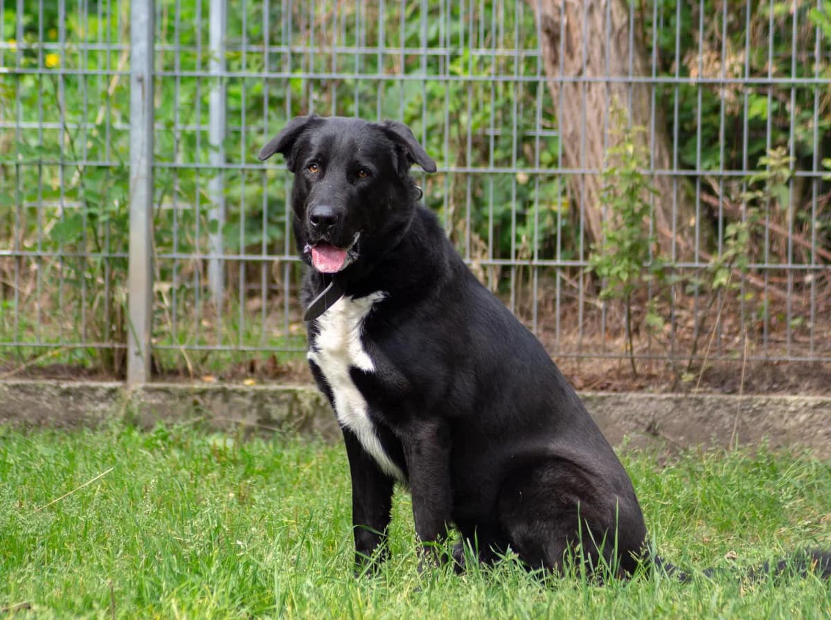 Nero, weiß male 5yo German Shepherd for adoption at Tierheim Gardelegen, Gardelegen