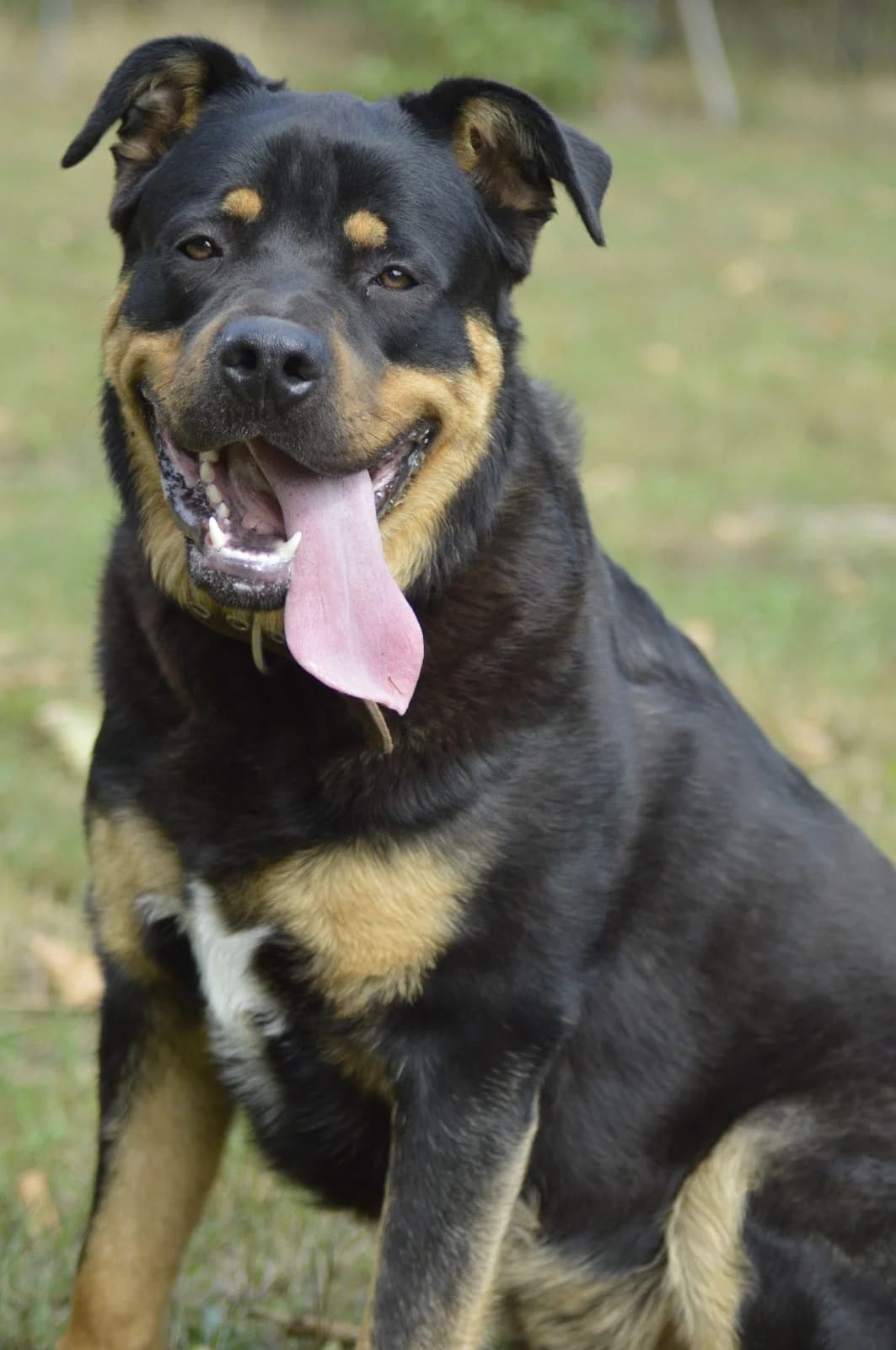 Odin, male puppy Rottweiler for adoption at Tierheim Gardelegen, Gardelegen