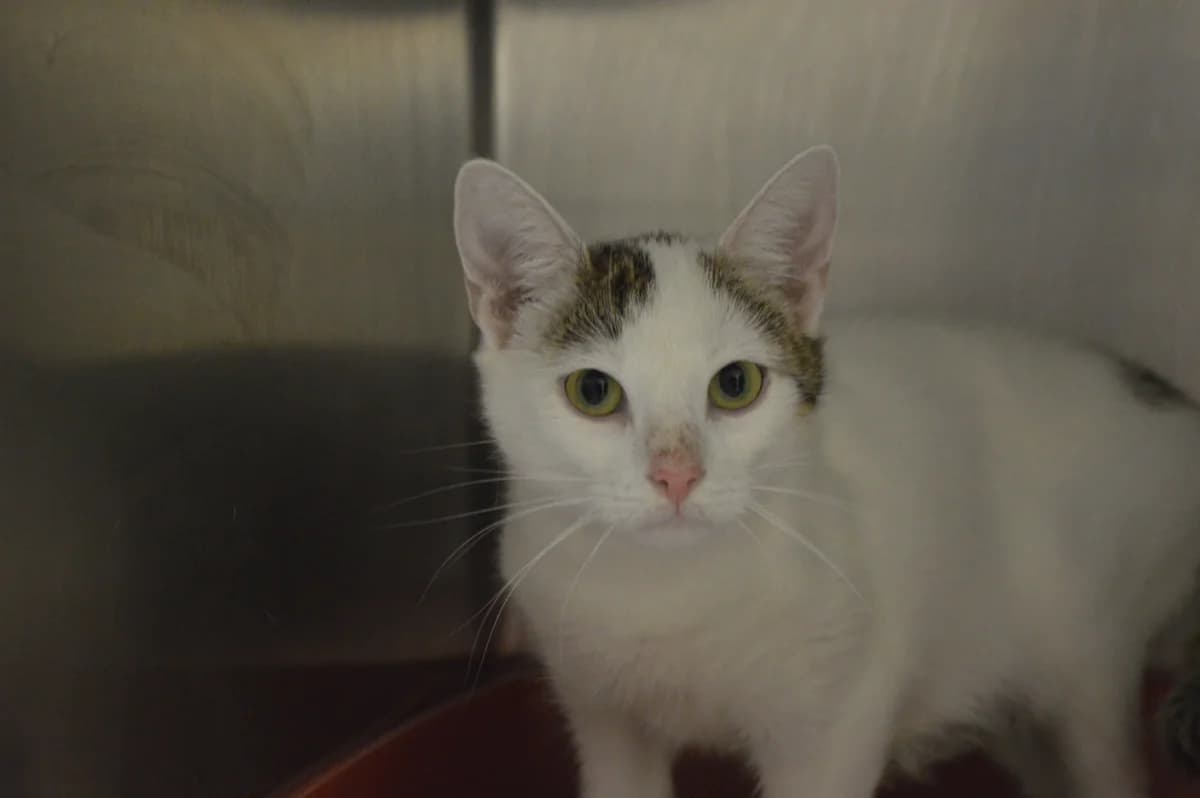 Peggy(auf Probe), female 4yo European Shorthair for adoption at Tierheim Gardelegen, Gardelegen