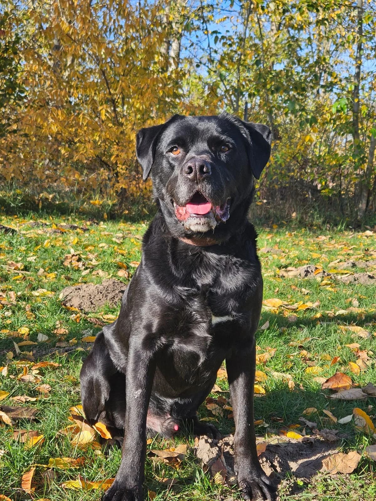 Rambo, male senior Labrador Retriever for adoption at Tierheim Gardelegen, Gardelegen