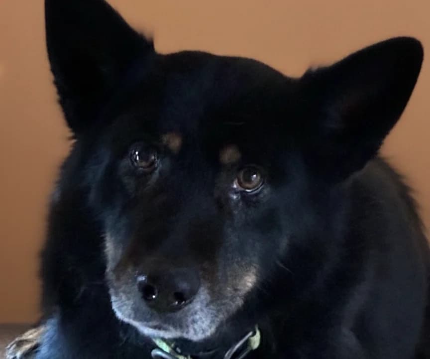 Arielle, senior German Shepherd for adoption at Tierheim Gehofen, Gehofen