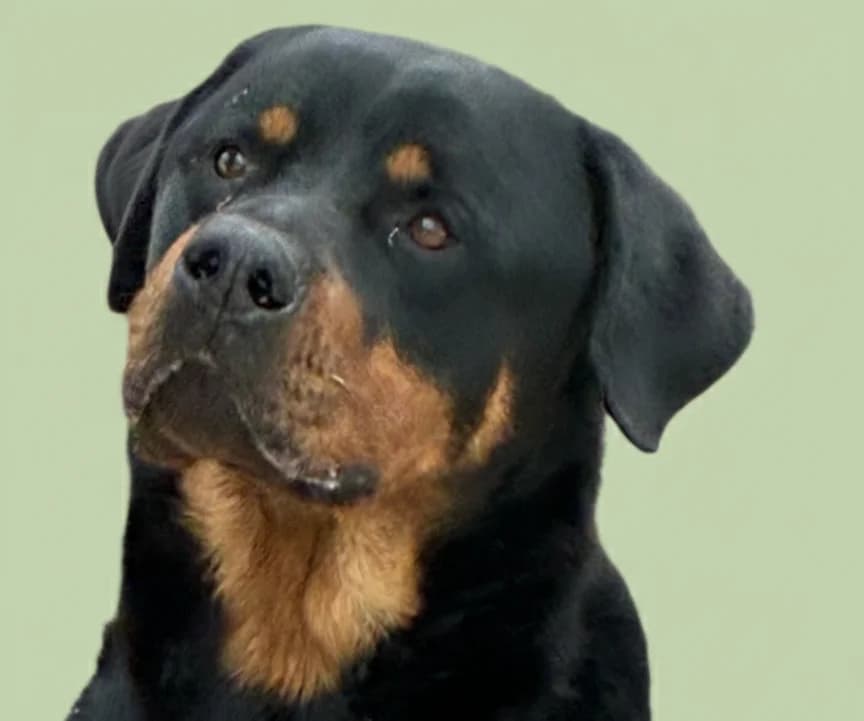Carlo, 4yo Rottweiler for adoption at Tierheim Gehofen, Gehofen