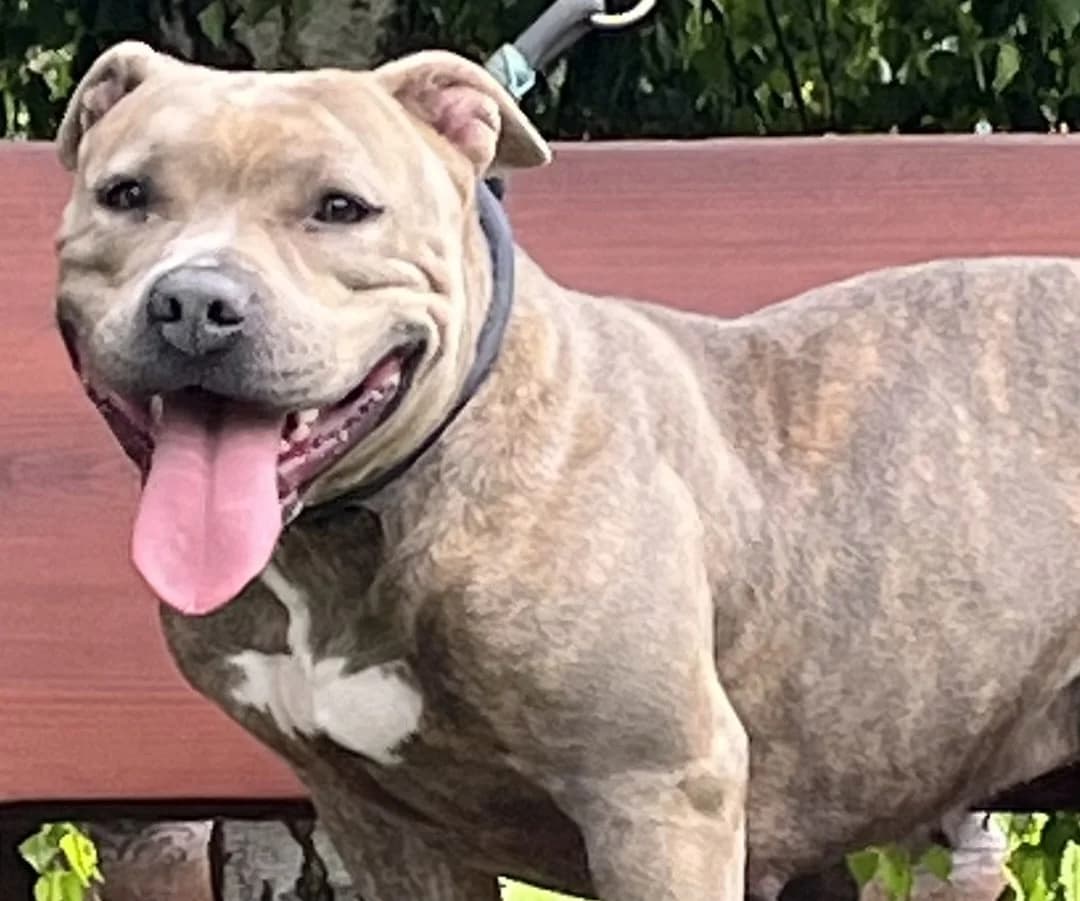 Attila, senior English Bulldog for adoption at Tierheim Gehofen, Gehofen