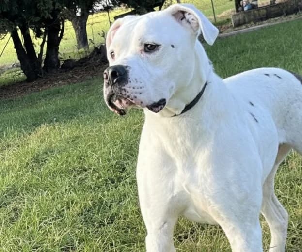 Lucky, 6yo English Bulldog for adoption at Tierheim Gehofen, Gehofen