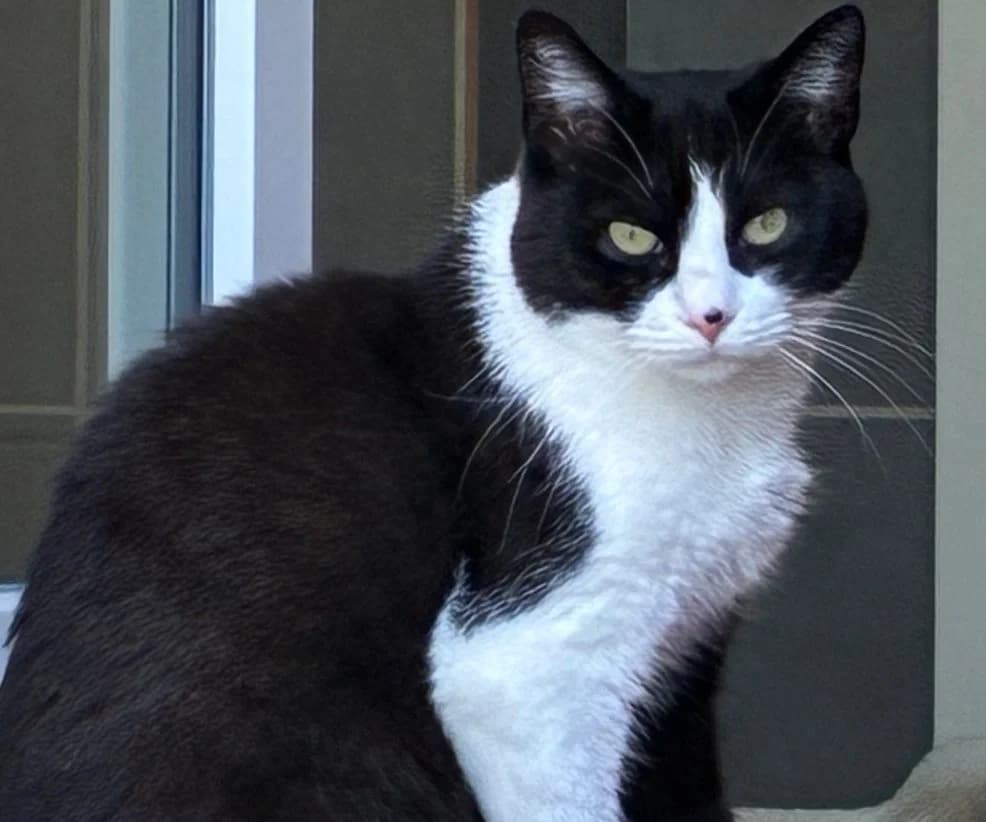 Mia, senior Mixed Breed for adoption at Tierheim Gehofen, Gehofen