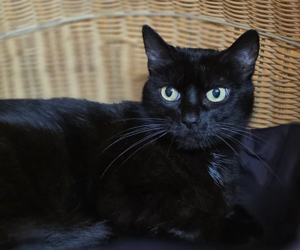 Molly, 4yo Mixed Breed for adoption at Tierheim Gehofen, Gehofen