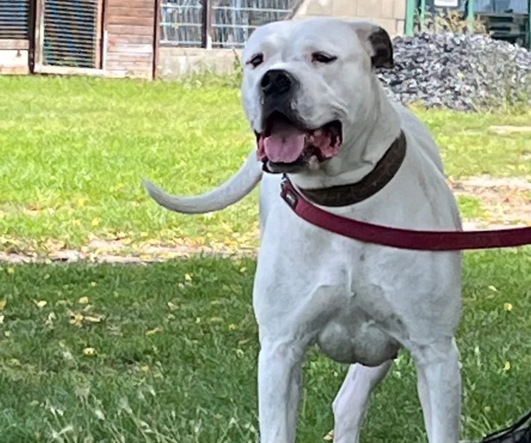 Labrador Mischling, young English Bulldog for adoption at Tierheim Gehofen, Gehofen