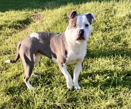 Attila, senior English Bulldog for adoption at Tierheim Gehofen, Gehofen