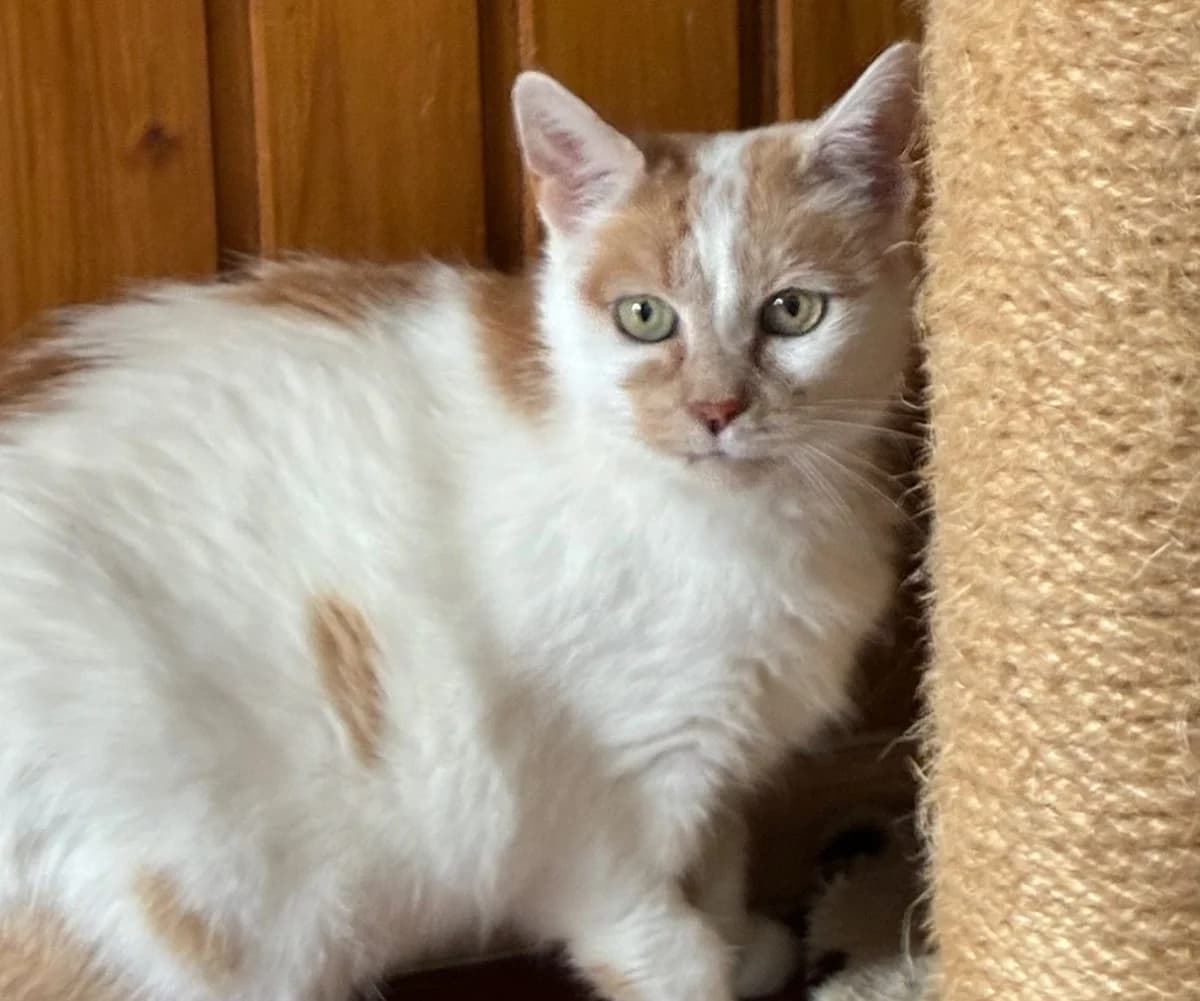 Toffi, 6yo Mixed Breed for adoption at Tierheim Gehofen, Gehofen