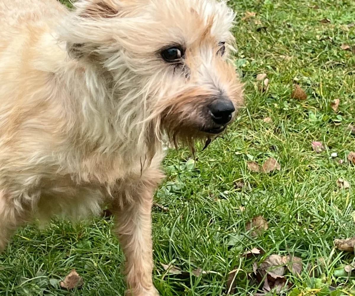 Attila, senior English Bulldog for adoption at Tierheim Gehofen, Gehofen