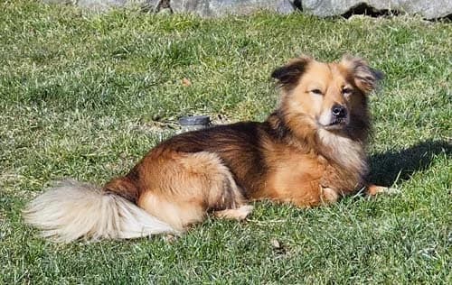 Akido- ext. Vermittlung, male senior Mixed Breed for adoption at Tierschutz Kinzig-Main e.V. (Tierheim Gelnhausen)