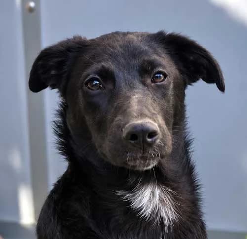 Ameli, female Mixed Breed for adoption at Tierschutz Kinzig-Main e.V. (Tierheim Gelnhausen)