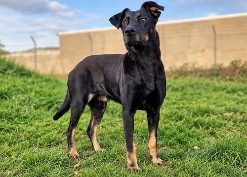 Amy, female Mixed Breed for adoption at Tierschutz Kinzig-Main e.V. (Tierheim Gelnhausen)