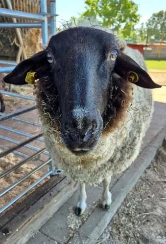 Annabell, female young Mixed Breed for adoption at Tierschutz Kinzig-Main e.V. (Tierheim Gelnhausen)