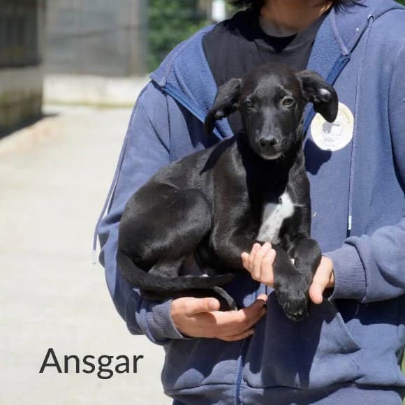 Ansgar, male Mixed Breed for adoption at Tierschutz Kinzig-Main e.V. (Tierheim Gelnhausen)