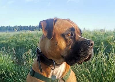 Ares β externe Vermittlung, male Mixed Breed for adoption at Tierschutz Kinzig-Main e.V. (Tierheim Gelnhausen)