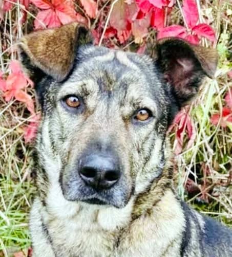 Bahati, female senior Mixed Breed for adoption at Tierschutz Kinzig-Main e.V. (Tierheim Gelnhausen)