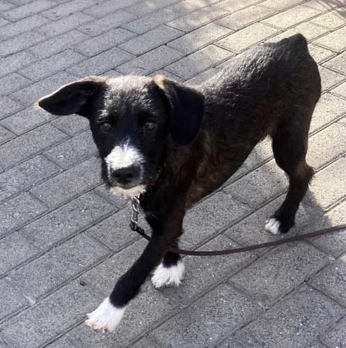 Bart, male puppy Mixed Breed for adoption at Tierschutz Kinzig-Main e.V. (Tierheim Gelnhausen)