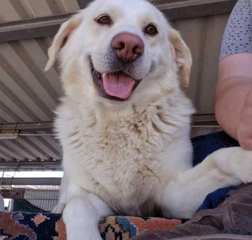 Boa, female 4yo Mixed Breed for adoption at Tierschutz Kinzig-Main e.V. (Tierheim Gelnhausen)