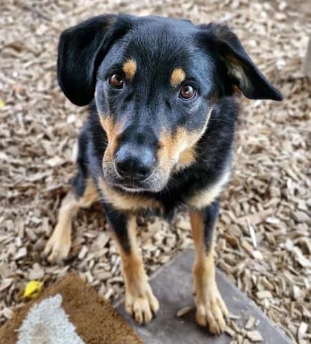 Buddy, female Mixed Breed for adoption at Tierschutz Kinzig-Main e.V. (Tierheim Gelnhausen)