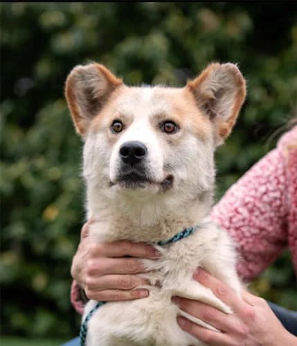Calder – externe Vermittlung, male Mixed Breed for adoption at Tierschutz Kinzig-Main e.V. (Tierheim Gelnhausen)