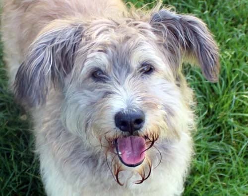 Edu, male senior Mixed Breed for adoption at Tierschutz Kinzig-Main e.V. (Tierheim Gelnhausen)