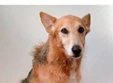 Fino – ext. Vermittlung, male senior Mixed Breed for adoption at Tierschutz Kinzig-Main e.V. (Tierheim Gelnhausen)