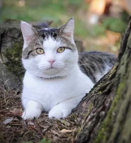 Hugo, male Mixed Breed for adoption at Tierschutz Kinzig-Main e.V. (Tierheim Gelnhausen)