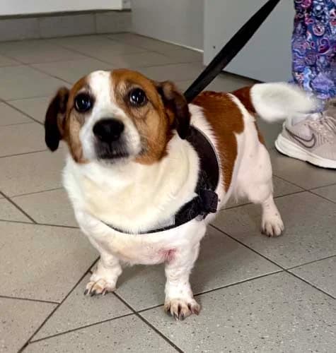 Jackson, male senior Mixed Breed for adoption at Tierschutz Kinzig-Main e.V. (Tierheim Gelnhausen)