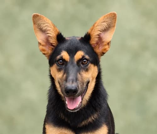 Jamina, female Mixed Breed for adoption at Tierschutz Kinzig-Main e.V. (Tierheim Gelnhausen)