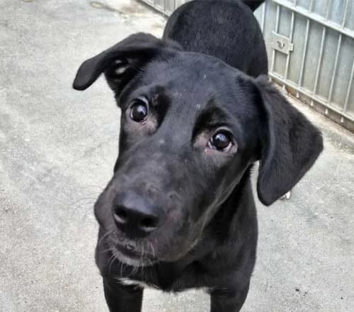 Jascha *RESERVIERT*, male puppy Mixed Breed for adoption at Tierschutz Kinzig-Main e.V. (Tierheim Gelnhausen)
