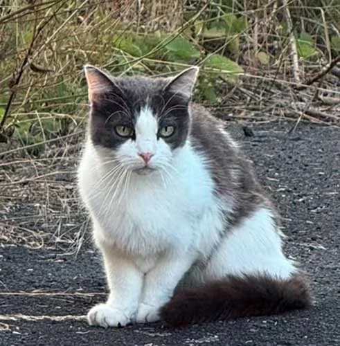 Katze ext. Vermittlung, female senior Mixed Breed for adoption at Tierschutz Kinzig-Main e.V. (Tierheim Gelnhausen)