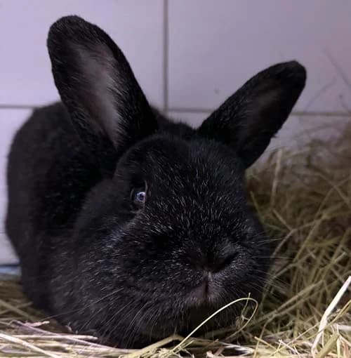 Keinohrhase, schwarz male Mixed Breed for adoption at Tierschutz Kinzig-Main e.V. (Tierheim Gelnhausen)