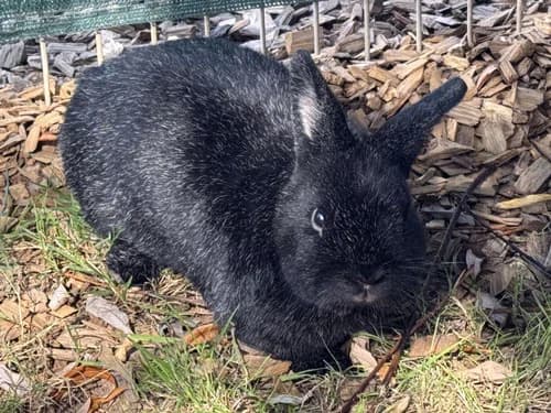 Keinohrhase, schwarz male Mixed Breed for adoption at Tierschutz Kinzig-Main e.V. (Tierheim Gelnhausen)