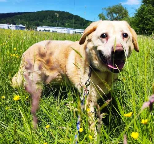 Leo, male young Mixed Breed for adoption at Tierschutz Kinzig-Main e.V. (Tierheim Gelnhausen)