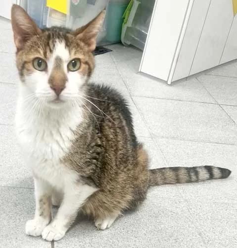 Leopold, male senior Mixed Breed for adoption at Tierschutz Kinzig-Main e.V. (Tierheim Gelnhausen)