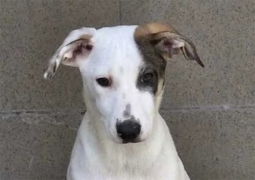 Lovis, female puppy Mixed Breed for adoption at Tierschutz Kinzig-Main e.V. (Tierheim Gelnhausen)