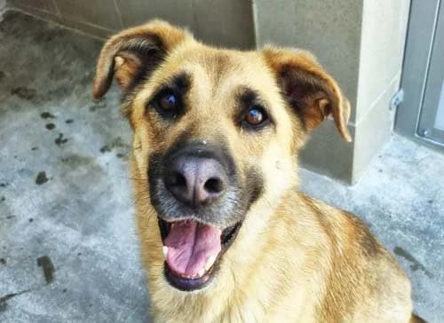 Luna (hell), female 7yo Mixed Breed for adoption at Tierschutz Kinzig-Main e.V. (Tierheim Gelnhausen)