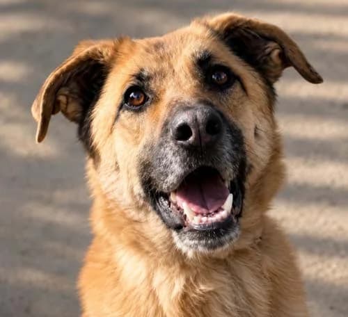 Luna (hell), female 7yo Mixed Breed for adoption at Tierschutz Kinzig-Main e.V. (Tierheim Gelnhausen)