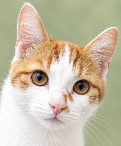 Matteo, male Mixed Breed for adoption at Tierschutz Kinzig-Main e.V. (Tierheim Gelnhausen)