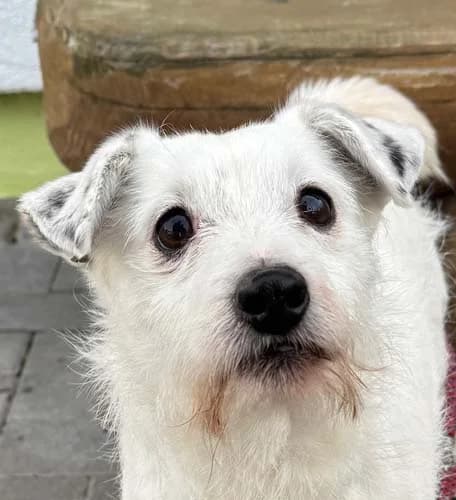 Max, male Mixed Breed for adoption at Tierschutz Kinzig-Main e.V. (Tierheim Gelnhausen)