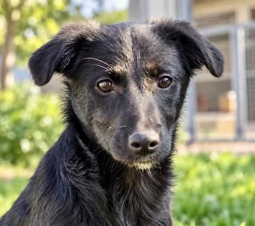 Nela, female Mixed Breed for adoption at Tierschutz Kinzig-Main e.V. (Tierheim Gelnhausen)