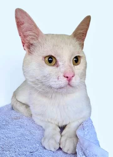 Nivalis, weiss male 6yo Mixed Breed for adoption at Tierschutz Kinzig-Main e.V. (Tierheim Gelnhausen)