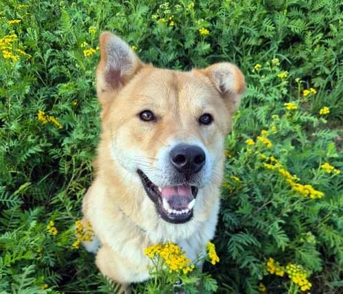 Nougat – externe Vermittlung, male Mixed Breed for adoption at Tierschutz Kinzig-Main e.V. (Tierheim Gelnhausen)