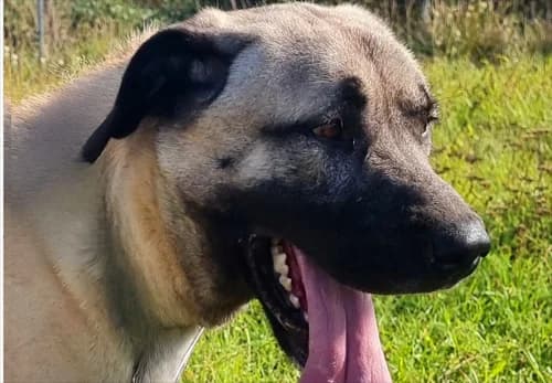 Pascha- Fremd Vermittlung, male Mixed Breed for adoption at Tierschutz Kinzig-Main e.V. (Tierheim Gelnhausen)